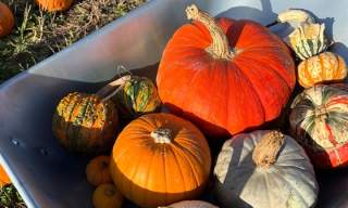 Dell Quay PYO Pumpkins