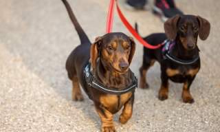 Walkies at Wisley