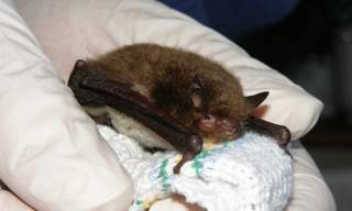 Batty about bats! | RSPB Pagham Harbour