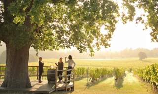 Denbies Wine Estate