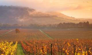 Denbies Wine Estate