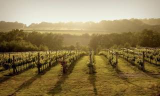 Bluebell Vineyard