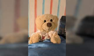 Teddy's Dream