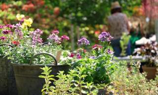 Specialist Spring Plant Fair