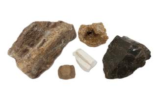 Fossil handling and activities at Guildford Museum | Surrey Day