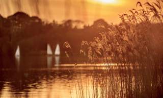 Frensham Great Pond