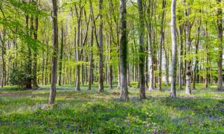 Ancient woodland walk with Natural Landscape Manager Darren Norris