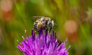 All About Bees