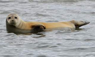Seal Safari Boat Trip on Solar Heritage
