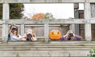 Half-term family events: Migration marvels