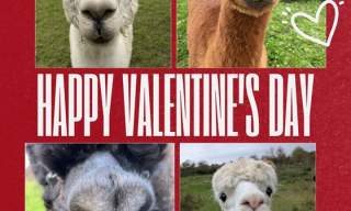 VALENTINE'S MEET & TREAT – ALPACA CREAM TEA FOR TWO