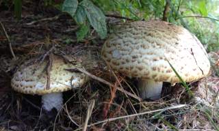 Summer Foraging Courses
