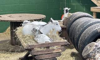 Chobham Adventure Farm