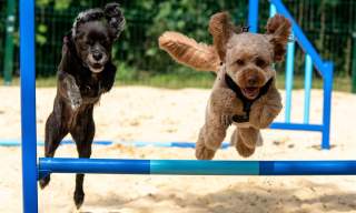 Noddy fest fun dog show and Fete