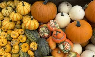 Somerley Fields PYO Pumpkins