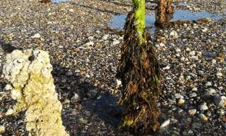 Citizen Science Event