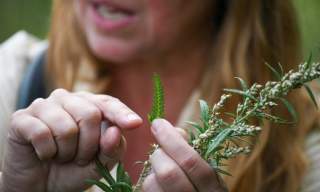 Herbal Medicine Making | West Horsley Place