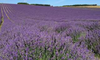 Lordington Lavender Open Days