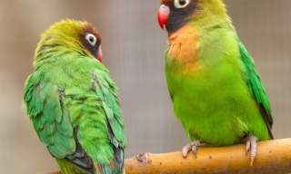 Birdworld