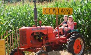Cowdray | Maize Maze & Sunflower Picking Patch