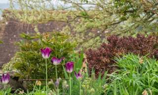 The National Garden Scheme: Manor of Dean: Open Garden