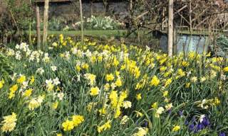 National Garden Scheme: Manor of Dean