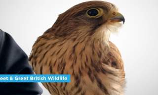 Meet & Greet British Wildlife Show