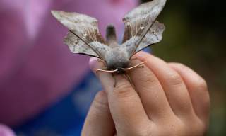 June Moth Morning