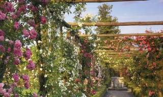 A Celebration of Roses at Polesden Lacey