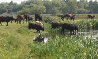 Staines Moor