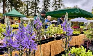 The Plant Fair Roadshow at Ramster Garden 2026 | Ramster Gardens