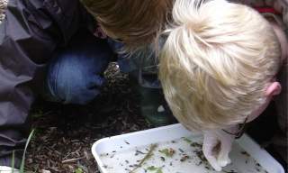 Children's Pond Dipping | Haslemere Museum