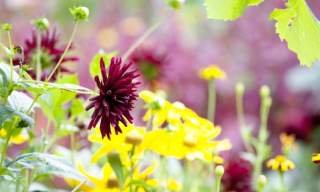 The National Garden Scheme: Rymans Apuldram: Open Garden