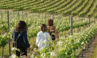 Rathfinny Wine Estate