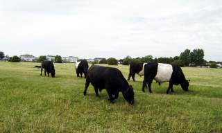 Dumsey Meadow