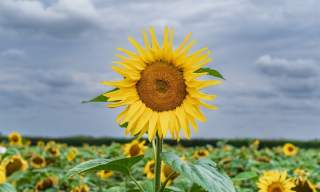 Somerley Fields PYO Sunflowers