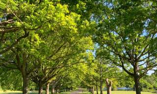 Southampton Common