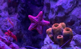 Blue Reef Aquarium