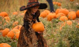 Rogate Pumpkin Patch Ticket Launch