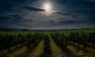 The Vineyard by Moonlight | Albury Vineyard