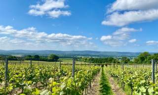 Wines and Gentle Inclines