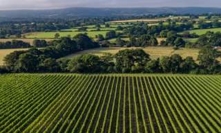 Ridgeview Wine Estate