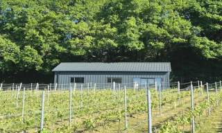 Winklestone Vineyard