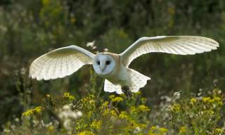 British Wildlife Centre