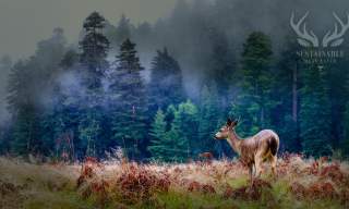 Sustainable Meat Eater