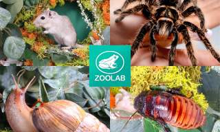 Denbies Animal Explorer Workshop | Denbies Wine Estate
