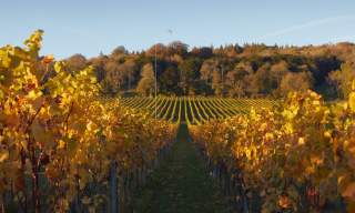 Albury Vineyard