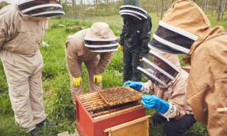 Bee-keeping experience | Albury Vineyard