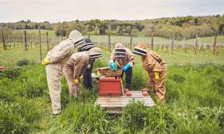 Bee-keeping experience | Albury Vineyard