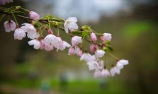Blossom Open Day | Gatton Park